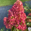 Hydrangea paniculata 'Fraise Melba' - Aedhortensia 'Fraise Melba' P9/0,55L
